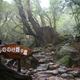 Image for article titled Visit the Real Princess Mononoke Forest